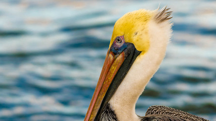 Pelican