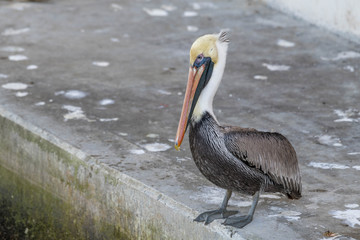 Pelican