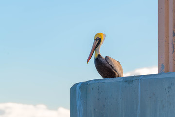 Pelican