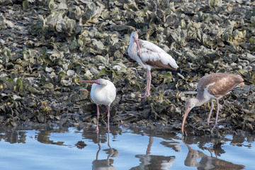 Ibis birds oyster beds and mangrove