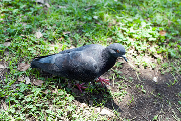 太陽に照らされる鳩