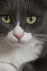 gray cat close up