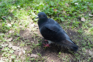 さわやかな鳩