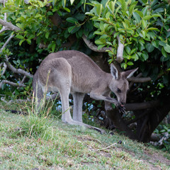 Naklejka na ściany i meble kangaroo eating from its paws