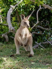 Kangaroo, small with a green background