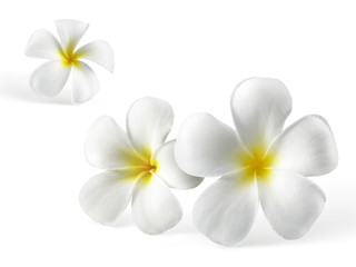 Obraz na płótnie Canvas frangipani flower isolated on white background