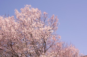 桜の花