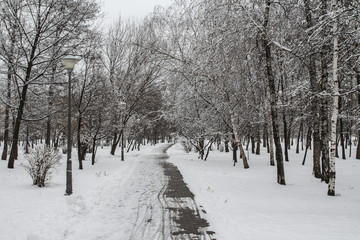 A path in a winter, snow-covered park in Kyiv. Ukraine