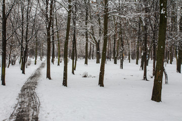 A path in a winter, snow-covered park in Kyiv. Ukraine
