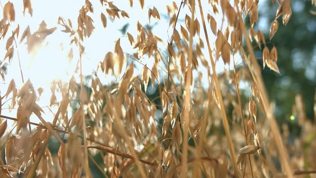 The growing oats are ripe.
The smooth movement of the camera ( from left to right ) along the growing oats.
