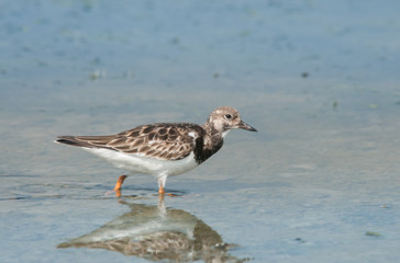 Ruddy Turnstone; Arenaria interpres