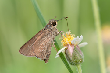 Moth, Night butterfly