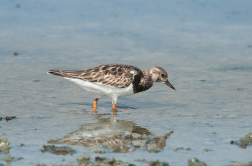 Ruddy Turnstone; Arenaria interpres