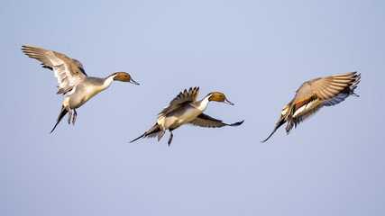 Ducks Flying