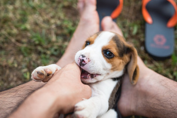Close up of cute young Beagle playing in garden © WMSTUDIO