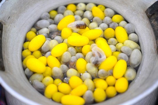 Beautiful yellow color Boiling cocoon silkworm in a pot.