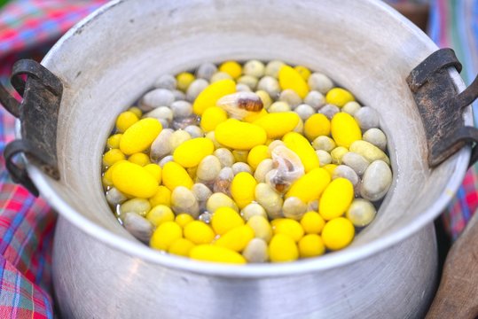 Beautiful yellow color Boiling cocoon silkworm in a pot.