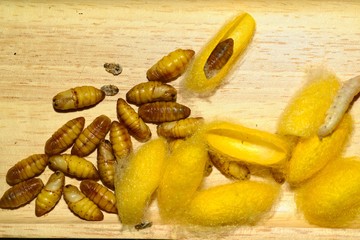 Close up in sect Silkworm on tray.