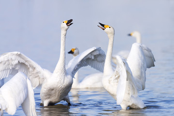 Swans dance