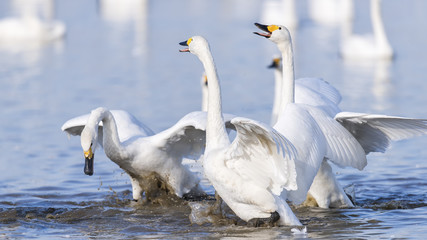 Swans dance