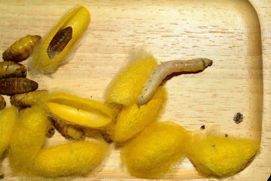 Close up in sect Silkworm on tray.