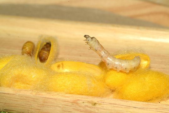 Close up in sect Silkworm on tray.