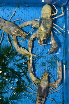 Colorful crayfish ( Procambarus Clarkii Clear ) in a blue plastic tray.