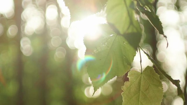 Beautiful shot of sun glimmering through ferns.Green Leaves and sun with beautiful lens flare against the sky.