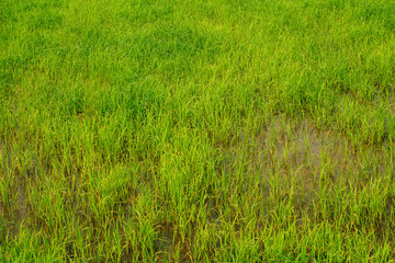 Beautiful abstract view of young paddy plants, View of paddy fields