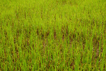 Beautiful abstract view of young paddy plants, View of paddy fields
