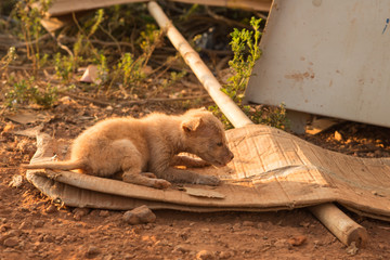 a sick stray dog lies on the street