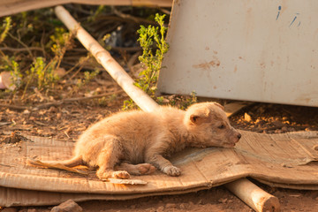 a sick stray dog lies on the street