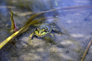 Frog in the pond closeup