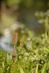 つくし　小川　春の風景

