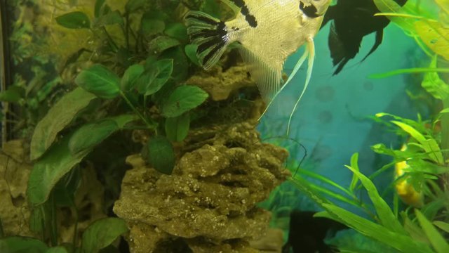 Angelfish Pterophyllum scalare in aquarium fish black and white color. Aquarium fish are swimming.