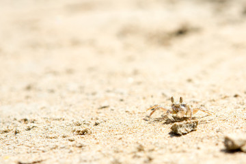 Small crabs on the beach in the sand