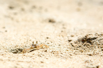 Small crabs on the beach