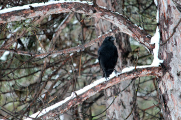 Crow in Pine