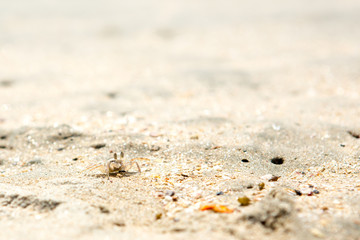 Small crabs on the beach