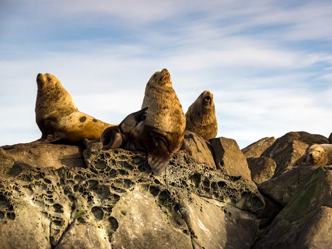 Three Steller Sea Lions (Eumetopias jubatus)
A group of huge male Steller Sea Lions photographed in Southern British Columbia.