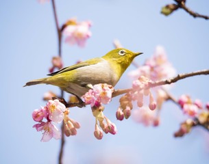 bird　bird‐watching
