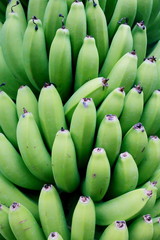 バナナ サンジャクバナナ 熱帯