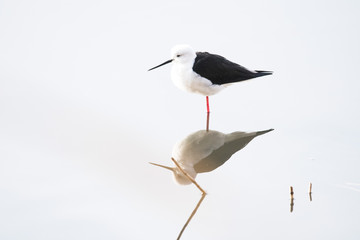 bird　bird‐watching