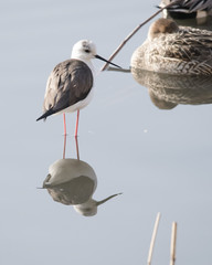 bird　bird‐watching