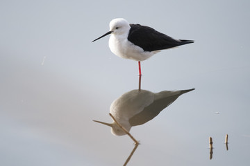 bird　bird‐watching