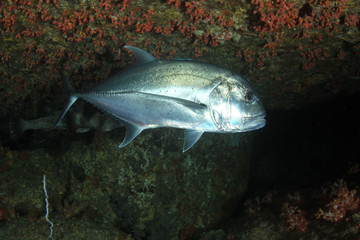 Giant Trevally fish