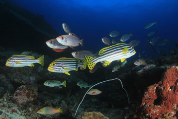 Coral reef and fish in ocean