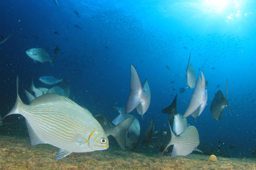 Fish on coral reef underwater