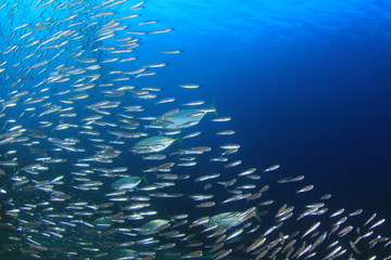 Fototapeta na wymiar Mackerel fish hunting sardines