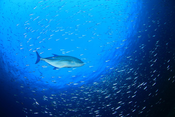 Naklejka premium Mackerel fish hunting sardines